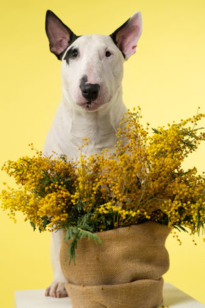 Bull Terrier Standing Beside Flower Bouquet Womens Day Themeの写真素材