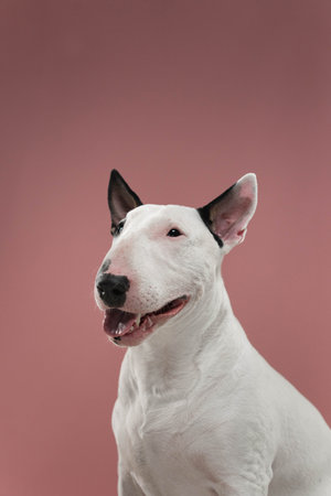 Bull Terrier Happy Expression Studio Portrait, White Bull Terrier with open mouth in bright studio lighting.の写真素材