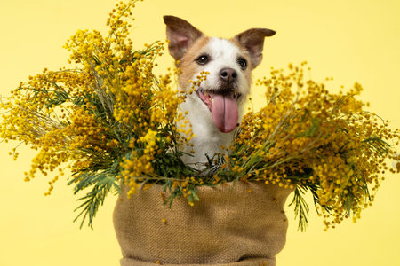 Jack Russell Terrier Sitting in Mimosa Bouquet for International Womens Dayの写真素材