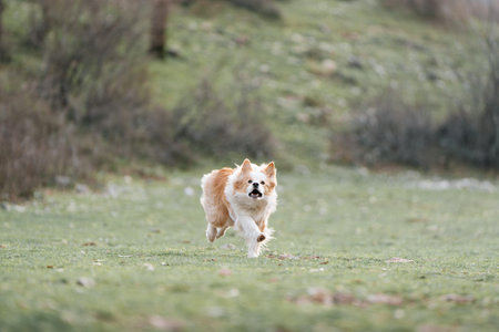 Border Collie Running Toward Camera in Meadow: Playful Border Collie approaching through grassy field.