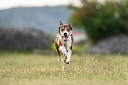 Energetic Three Colored Mixed Breed Dog Running Through Green Grass in Open Field