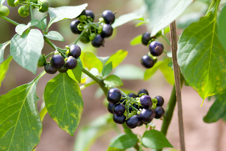 Wonderberry or Sunberry (Solanum retroflexum or Solanum burbankii)の写真素材
