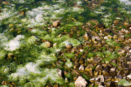 Green algae near the rocks, waves sway algae
