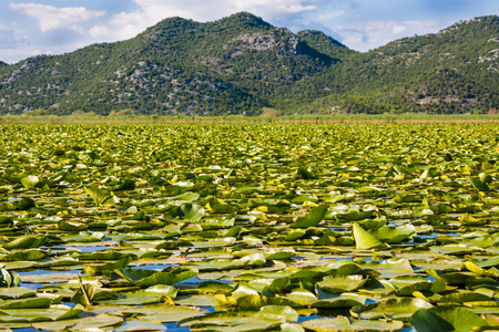 Skadar Lake National Park, Montenegroの写真素材