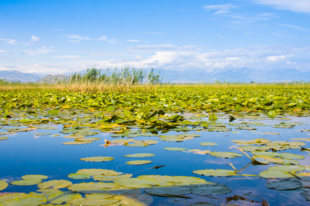 Skadar Lake National Park, Montenegroの写真素材