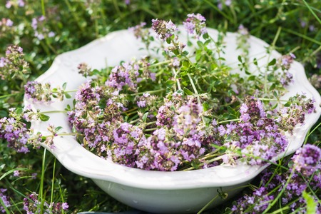 Thyme on plate in summerの写真素材