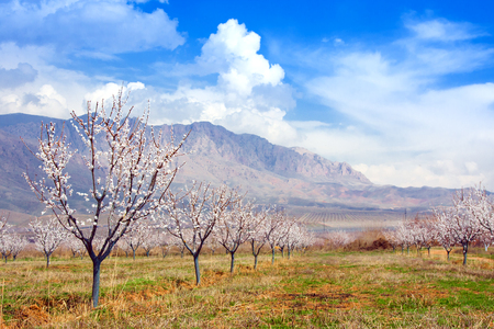 Apricot farm during sping season against Vayk mountain range, Vayots Dzor Province, Armeniaの写真素材