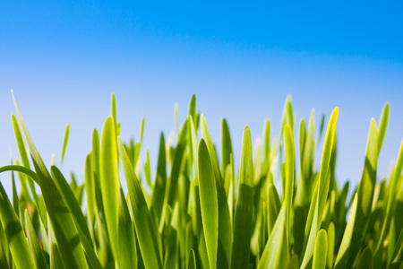 Green grass against blue skyの写真素材