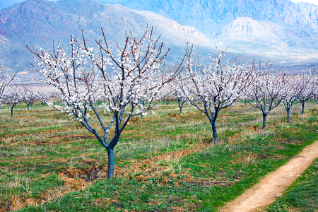 Apricot farm during sping season against Vayk mountain range, Armeniaの写真素材