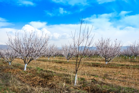 Apricot farm during sping season against Vayk mountain range, Armeniaの写真素材