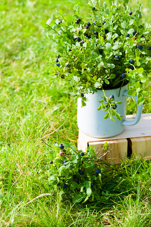 Blueberries in jug in summer forestの写真素材