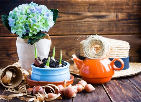 Tulip bulbs, potted sprouts, wicker hat, hyacinth and tools. Landing of seedlingの写真素材