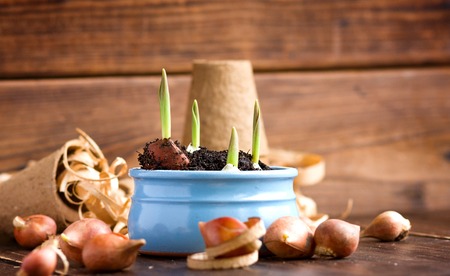 Peat pots, water can and tulip bulbs. Landing of seedlingの写真素材