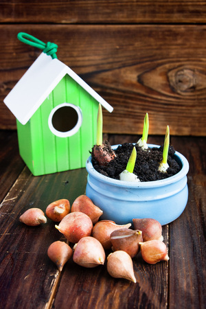 Peat pots, nesting box and tulip bulbs. Landing of seedlingの写真素材