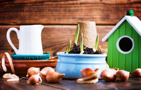 Peat pots, water can, nesting box and tulip bulbs. Landing of seedlingの写真素材