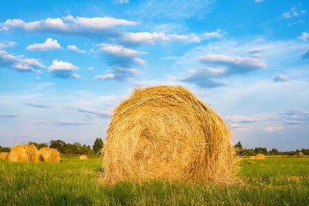 Hay bale. Agriculture field with sky. Rural nature in the farm land. Straw on the meadowの写真素材