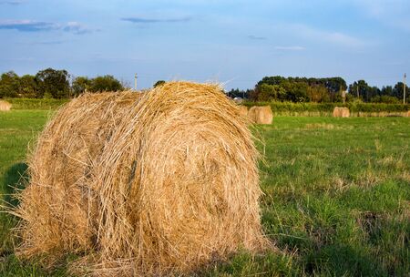 Hay bale. Agriculture field with sky. Rural nature in the farm land. Straw on the meadowの写真素材