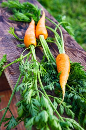 Freshly harvested carrot drying on wood in autumn. Nutrition vegetarian. Organic vegetablesの写真素材