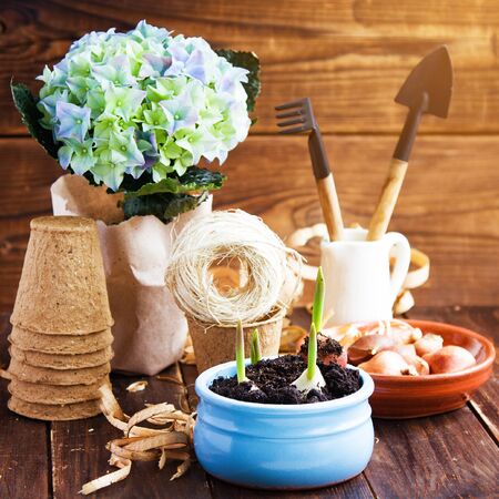 Peat pots, shavings and tulip bulbs. Landing of seedling. Springの写真素材