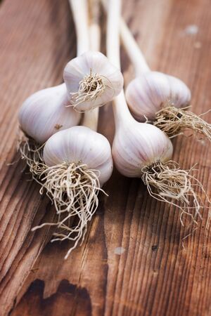 Freshly harvested purple garlic bulbs drying on wood in autumn. Nutrition vegetarian. Organic vegetablesの写真素材