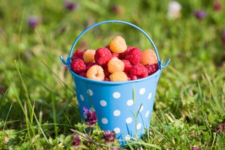 Raspberries in blue bucket in summer day. Harvest. Eco foodの写真素材