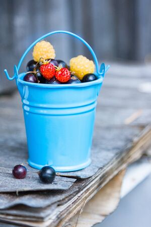 Red and yellow raspberries and blackcurrant in blue bucket in summerの写真素材