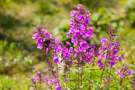 Annual Phlox (Phlox drummondii) against summer gardenの写真素材