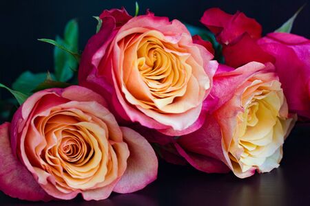 Pink aroma roses on black backgroundの写真素材