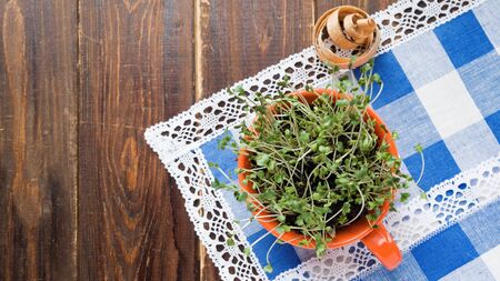Sprouts of mini green in orange cup and wooden shaving on napkin.の写真素材