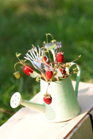 Watering can, wild strawberry and garden tools on green grass. Summer gardening. First harvest. Gift of forestの写真素材