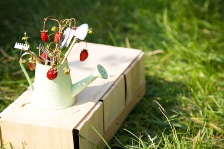 Watering can, wild strawberry and garden tools on green grass. Summer gardening. First harvest. Gift of forestの写真素材