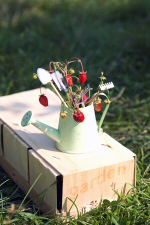 Watering can, wild strawberry and garden tools on green grass. Summer gardening. First harvest. Gift of forestの写真素材