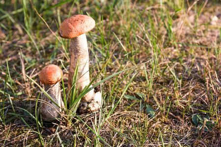 Eateble Boletus. Brown cap boletus in grass in summer or autumnの写真素材