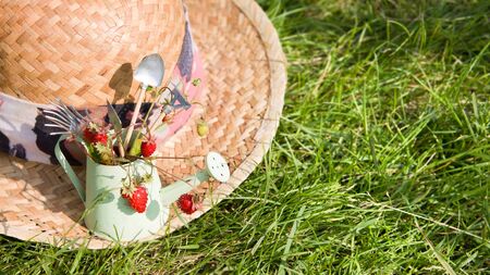 Watering can, wild strawberry, straw hat and tools on green grass. Summer gardening. First harvest. gift of forestの写真素材