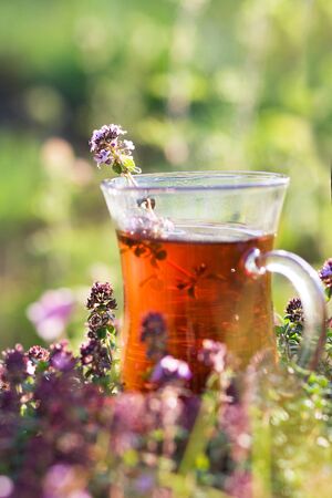 Cup of hot herbal tea in thyme herbs in summer. Turkish tea cup in sunny day. Selective focusの写真素材