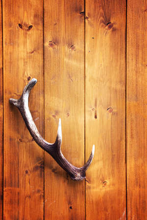 One horn on wood. Vertical background. Copy spaceの写真素材