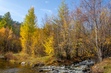 Autumn landscape. Stream, mixed forest, yellow leaves, blue sky.の写真素材