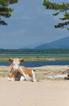 A cow lies on a sandy beach on the banks of the river.の写真素材