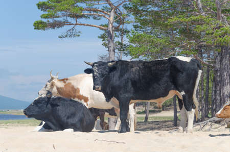 Cows graze on a sandy beach by the river.の写真素材