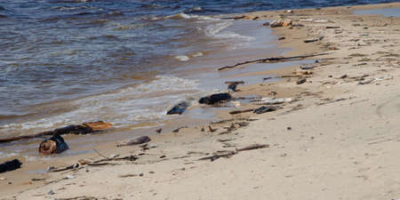 Several waders walk near the coastal waves on the shore of Lake Baikal. Bird wader.の写真素材