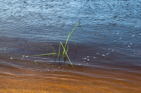Grass stems growing out of the water on the river bank.