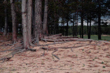 Soil erosion. The roots of the pine protrude above the ground.の写真素材