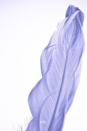 feather of a birdの写真素材