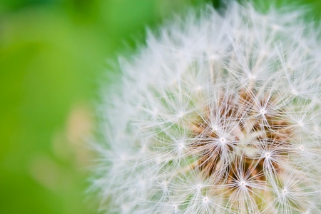dandelion, macro, white, fluffyの写真素材