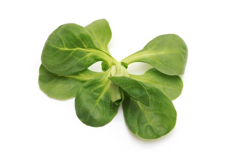 leaf corn salad  isolated on the white background horisontalの写真素材