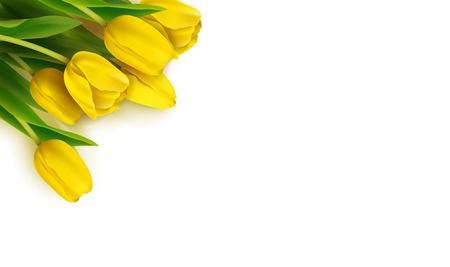 Bunch of spring yellow tulips on white background. Vector illustrationのイラスト素材