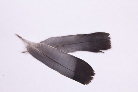 Two bird feathers as two fates