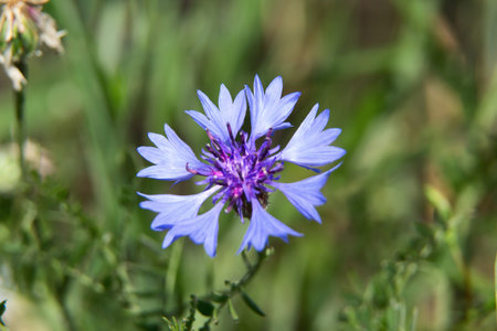cornflower - wild flower growing in a rye and other grains
