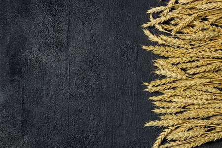 agriculture wheat spread on dark background, copy spaceの写真素材