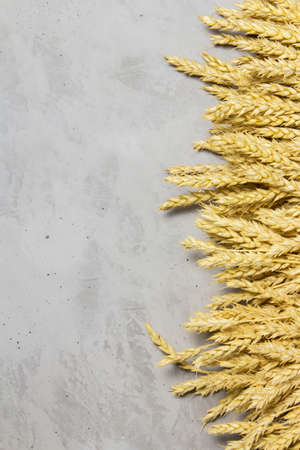 Spikelets of wheat with grains on a gray background, top view, for designの写真素材